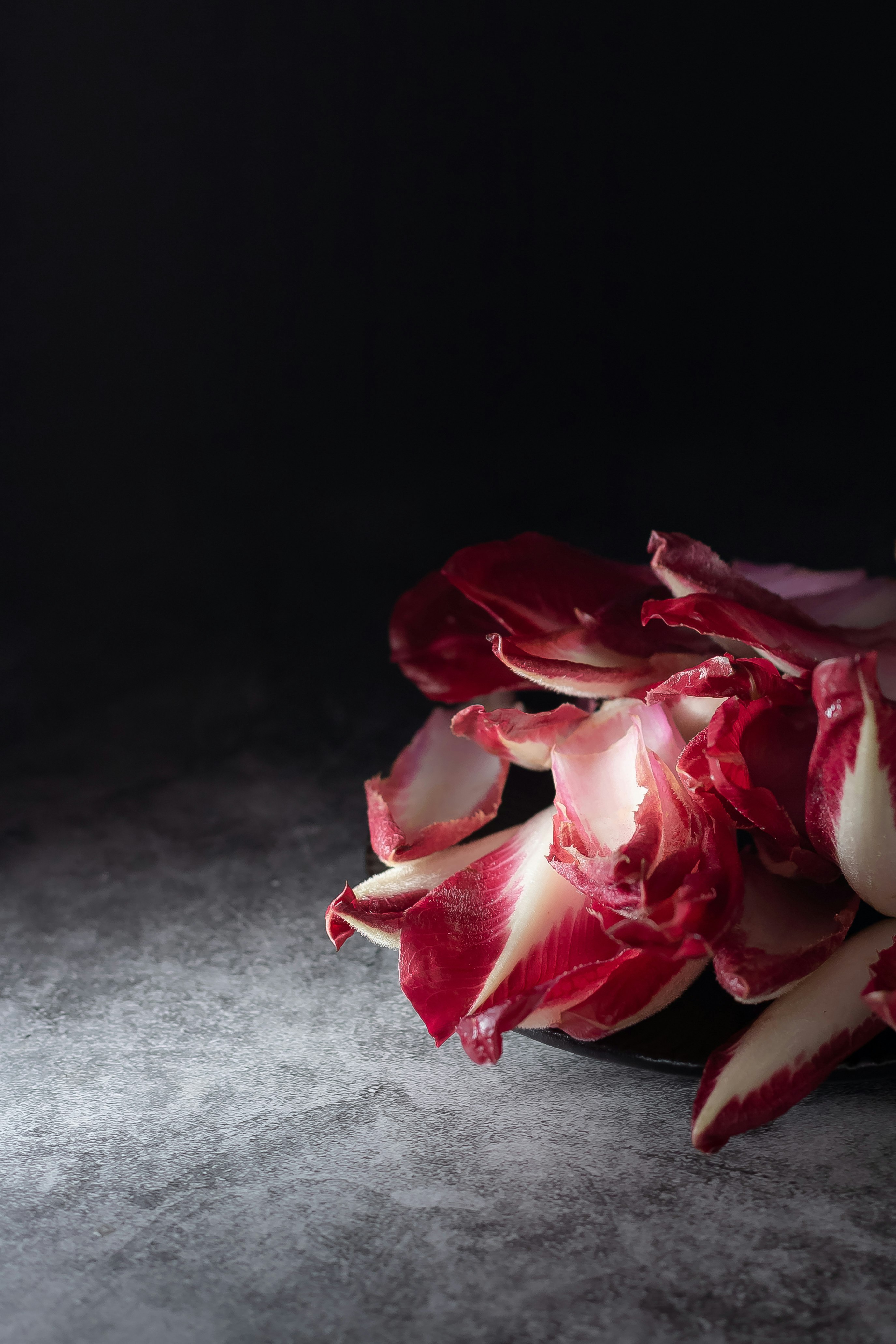 pink rose on gray surface